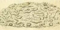 An illustration from Metamorphosis naturalis, ofte Historische beschryvinghe van den oirspronk, aerd, eygenschappen ende vreemde veranderinghen der wormen, rupsen, maeden, vliegen, witjens, byen, motten ende dierghelijcke dierkens meer; niet uyt eenighe boecken, maer alleenelijck door eygen ervarentheyd uytgevonden, beschreven, en na da konst afgeteyckent (1662)