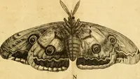 An illustration from Metamorphosis naturalis, ofte Historische beschryvinghe van den oirspronk, aerd, eygenschappen ende vreemde veranderinghen der wormen, rupsen, maeden, vliegen, witjens, byen, motten ende dierghelijcke dierkens meer; niet uyt eenighe boecken, maer alleenelijck door eygen ervarentheyd uytgevonden, beschreven, en na da konst afgeteyckent (1662)