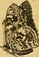 An illustration from Metamorphosis naturalis, ofte Historische beschryvinghe van den oirspronk, aerd, eygenschappen ende vreemde veranderinghen der wormen, rupsen, maeden, vliegen, witjens, byen, motten ende dierghelijcke dierkens meer; niet uyt eenighe boecken, maer alleenelijck door eygen ervarentheyd uytgevonden, beschreven, en na da konst afgeteyckent (1662)