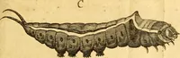 An illustration from Metamorphosis naturalis, ofte Historische beschryvinghe van den oirspronk, aerd, eygenschappen ende vreemde veranderinghen der wormen, rupsen, maeden, vliegen, witjens, byen, motten ende dierghelijcke dierkens meer; niet uyt eenighe boecken, maer alleenelijck door eygen ervarentheyd uytgevonden, beschreven, en na da konst afgeteyckent (1662)