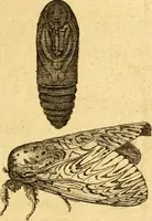An illustration from Metamorphosis naturalis, ofte Historische beschryvinghe van den oirspronk, aerd, eygenschappen ende vreemde veranderinghen der wormen, rupsen, maeden, vliegen, witjens, byen, motten ende dierghelijcke dierkens meer; niet uyt eenighe boecken, maer alleenelijck door eygen ervarentheyd uytgevonden, beschreven, en na da konst afgeteyckent (1662)