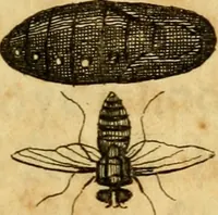 Picture 9 of 32 from Metamorphosis naturalis, ofte Historische beschryvinghe van den oirspronk, aerd, eygenschappen ende vreemde veranderinghen der wormen, rupsen, maeden, vliegen, witjens, byen, motten ende dierghelijcke dierkens meer; niet uyt eenighe boecken, maer alleenelijck door eygen ervarentheyd uytgevonden, beschreven, en na da konst afgeteyckent (1662), leaf 34