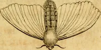 An illustration from Metamorphosis naturalis, ofte Historische beschryvinghe van den oirspronk, aerd, eygenschappen ende vreemde veranderinghen der wormen, rupsen, maeden, vliegen, witjens, byen, motten ende dierghelijcke dierkens meer; niet uyt eenighe boecken, maer alleenelijck door eygen ervarentheyd uytgevonden, beschreven, en na da konst afgeteyckent (1662)