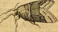 Picture 13 of 32 from Metamorphosis naturalis, ofte Historische beschryvinghe van den oirspronk, aerd, eygenschappen ende vreemde veranderinghen der wormen, rupsen, maeden, vliegen, witjens, byen, motten ende dierghelijcke dierkens meer; niet uyt eenighe boecken, maer alleenelijck door eygen ervarentheyd uytgevonden, beschreven, en na da konst afgeteyckent (1662), leaf 46