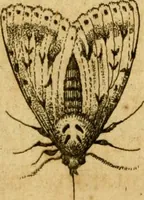 An illustration from Metamorphosis naturalis, ofte Historische beschryvinghe van den oirspronk, aerd, eygenschappen ende vreemde veranderinghen der wormen, rupsen, maeden, vliegen, witjens, byen, motten ende dierghelijcke dierkens meer; niet uyt eenighe boecken, maer alleenelijck door eygen ervarentheyd uytgevonden, beschreven, en na da konst afgeteyckent (1662)
