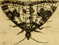 Picture 16 of 32 from Metamorphosis naturalis, ofte Historische beschryvinghe van den oirspronk, aerd, eygenschappen ende vreemde veranderinghen der wormen, rupsen, maeden, vliegen, witjens, byen, motten ende dierghelijcke dierkens meer; niet uyt eenighe boecken, maer alleenelijck door eygen ervarentheyd uytgevonden, beschreven, en na da konst afgeteyckent (1662), leaf 57
