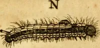 An illustration from Metamorphosis naturalis, ofte Historische beschryvinghe van den oirspronk, aerd, eygenschappen ende vreemde veranderinghen der wormen, rupsen, maeden, vliegen, witjens, byen, motten ende dierghelijcke dierkens meer; niet uyt eenighe boecken, maer alleenelijck door eygen ervarentheyd uytgevonden, beschreven, en na da konst afgeteyckent (1662)