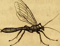 Picture 19 of 32 from Metamorphosis naturalis, ofte Historische beschryvinghe van den oirspronk, aerd, eygenschappen ende vreemde veranderinghen der wormen, rupsen, maeden, vliegen, witjens, byen, motten ende dierghelijcke dierkens meer; niet uyt eenighe boecken, maer alleenelijck door eygen ervarentheyd uytgevonden, beschreven, en na da konst afgeteyckent (1662), leaf 68