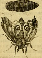 Picture 20 of 32 from Metamorphosis naturalis, ofte Historische beschryvinghe van den oirspronk, aerd, eygenschappen ende vreemde veranderinghen der wormen, rupsen, maeden, vliegen, witjens, byen, motten ende dierghelijcke dierkens meer; niet uyt eenighe boecken, maer alleenelijck door eygen ervarentheyd uytgevonden, beschreven, en na da konst afgeteyckent (1662), leaf 73