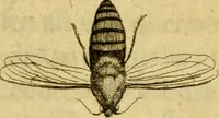 Picture 21 of 32 from Metamorphosis naturalis, ofte Historische beschryvinghe van den oirspronk, aerd, eygenschappen ende vreemde veranderinghen der wormen, rupsen, maeden, vliegen, witjens, byen, motten ende dierghelijcke dierkens meer; niet uyt eenighe boecken, maer alleenelijck door eygen ervarentheyd uytgevonden, beschreven, en na da konst afgeteyckent (1662), leaf 79