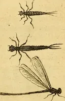 An illustration from Metamorphosis naturalis, ofte Historische beschryvinghe van den oirspronk, aerd, eygenschappen ende vreemde veranderinghen der wormen, rupsen, maeden, vliegen, witjens, byen, motten ende dierghelijcke dierkens meer; niet uyt eenighe boecken, maer alleenelijck door eygen ervarentheyd uytgevonden, beschreven, en na da konst afgeteyckent (1662)