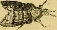 An illustration from Metamorphosis naturalis, ofte Historische beschryvinghe van den oirspronk, aerd, eygenschappen ende vreemde veranderinghen der wormen, rupsen, maeden, vliegen, witjens, byen, motten ende dierghelijcke dierkens meer; niet uyt eenighe boecken, maer alleenelijck door eygen ervarentheyd uytgevonden, beschreven, en na da konst afgeteyckent (1662)