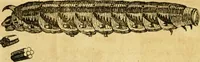 Picture 25 of 32 from Metamorphosis naturalis, ofte Historische beschryvinghe van den oirspronk, aerd, eygenschappen ende vreemde veranderinghen der wormen, rupsen, maeden, vliegen, witjens, byen, motten ende dierghelijcke dierkens meer; niet uyt eenighe boecken, maer alleenelijck door eygen ervarentheyd uytgevonden, beschreven, en na da konst afgeteyckent (1662), leaf 91