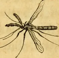 Picture 27 of 32 from Metamorphosis naturalis, ofte Historische beschryvinghe van den oirspronk, aerd, eygenschappen ende vreemde veranderinghen der wormen, rupsen, maeden, vliegen, witjens, byen, motten ende dierghelijcke dierkens meer; niet uyt eenighe boecken, maer alleenelijck door eygen ervarentheyd uytgevonden, beschreven, en na da konst afgeteyckent (1662), leaf 98