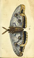 An illustration from Metamorphosis naturalis, ofte Historische beschryvinghe van den oirspronk, aerd, eygenschappen ende vreemde veranderinghen der wormen, rupsen, maeden, vliegen, witjens, byen, motten ende dierghelijcke dierkens meer; niet uyt eenighe boecken, maer alleenelijck door eygen ervarentheyd uytgevonden, beschreven, en na da konst afgeteyckent (1662)