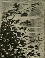 An illustration from Metsu (1906)