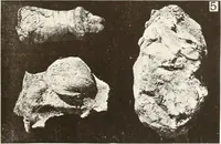 An illustration from Meydum and Memphis (III) (1910)