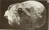 An illustration from Meydum and Memphis (III) (1910)