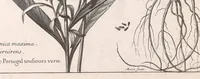 An illustration from Mémoires pour servir à l'histoire des plantes (1676)