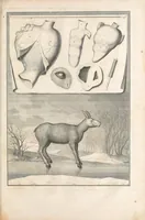 Picture 8 of 13 from Mémoires pour servir à l'histoire naturelle des animaux (1676), leaf 129