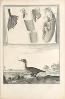 Picture 9 of 13 from Mémoires pour servir à l'histoire naturelle des animaux (1676), leaf 157