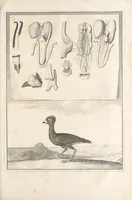 An illustration from Mémoires pour servir à l'histoire naturelle des animaux (1676)