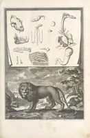An illustration from Mémoires pour servir à l'histoire naturelle des animaux (1676)