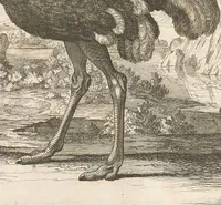 Picture 13 of 13 from Mémoires pour servir à l'histoire naturelle des animaux (1676), leaf 239