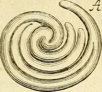 An illustration from Michaelis Bernhardi Valentini prof. medici ... Polychresta exotica in curandis affectibus contumacissimis probatissima ... : ut et nova herniarum cura. Accedunt seorsim olim editae ... Dissertationes epistolicae varii argumenti .. (1700)