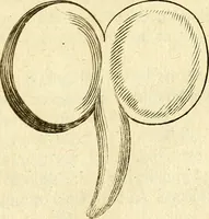 An illustration from Michaelis Bernhardi Valentini prof. medici ... Polychresta exotica in curandis affectibus contumacissimis probatissima ... : ut et nova herniarum cura. Accedunt seorsim olim editae ... Dissertationes epistolicae varii argumenti .. (1700)