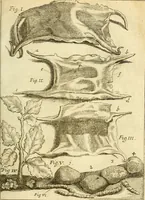 An illustration from Michaelis Bernhardi Valentini prof. medici ... Polychresta exotica in curandis affectibus contumacissimis probatissima ... : ut et nova herniarum cura. Accedunt seorsim olim editae ... Dissertationes epistolicae varii argumenti .. (1700)
