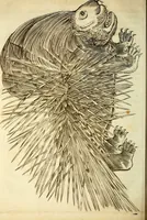 An illustration from Michaelis Bernhardi Valentini prof. medici ... Polychresta exotica in curandis affectibus contumacissimis probatissima ... : ut et nova herniarum cura. Accedunt seorsim olim editae ... Dissertationes epistolicae varii argumenti .. (1700)
