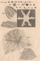 An illustration from Micrographia: or, Some physiological descriptions of minute bodies made by magnifying glasses (1665)