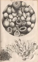 An illustration from Micrographia: or, Some physiological descriptions of minute bodies made by magnifying glasses (1665)