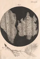 An illustration from Micrographia: or, Some physiological descriptions of minute bodies made by magnifying glasses (1665)