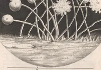 Picture 13 of 31 from Micrographia: or, Some physiological descriptions of minute bodies made by magnifying glasses (1665), leaf 185