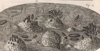 An illustration from Micrographia: or, Some physiological descriptions of minute bodies made by magnifying glasses (1665)
