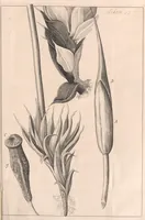 An illustration from Micrographia: or, Some physiological descriptions of minute bodies made by magnifying glasses (1665)