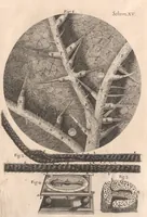 An illustration from Micrographia: or, Some physiological descriptions of minute bodies made by magnifying glasses (1665)