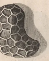 An illustration from Micrographia: or, Some physiological descriptions of minute bodies made by magnifying glasses (1665)