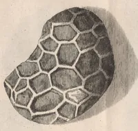 Picture 18 of 31 from Micrographia: or, Some physiological descriptions of minute bodies made by magnifying glasses (1665), leaf 227