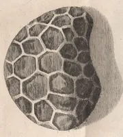 An illustration from Micrographia: or, Some physiological descriptions of minute bodies made by magnifying glasses (1665)