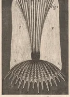 Picture 20 of 31 from Micrographia: or, Some physiological descriptions of minute bodies made by magnifying glasses (1665), leaf 239