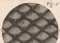 An illustration from Micrographia: or, Some physiological descriptions of minute bodies made by magnifying glasses (1665)