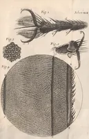 An illustration from Micrographia: or, Some physiological descriptions of minute bodies made by magnifying glasses (1665)