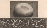 An illustration from Micrographia: or, Some physiological descriptions of minute bodies made by magnifying glasses (1665)
