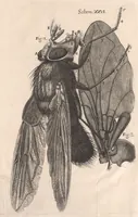An illustration from Micrographia: or, Some physiological descriptions of minute bodies made by magnifying glasses (1665)