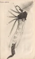 An illustration from Micrographia: or, Some physiological descriptions of minute bodies made by magnifying glasses (1665)