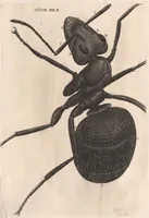 An illustration from Micrographia: or, Some physiological descriptions of minute bodies made by magnifying glasses (1665)