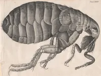 An illustration from Micrographia: or, Some physiological descriptions of minute bodies made by magnifying glasses (1665)